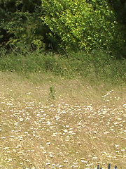 Str8 guys Rick and Liam in the field by English Lads image #5