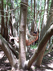 Straight stud Logan Vaughn is captured in the deep woods and edged for days. by Men On Edge image #7