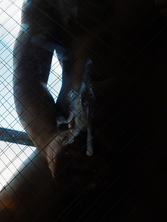 Bird Cage solo by YoshiKawasakiXXX by YoshiKawasakiXXX image #11